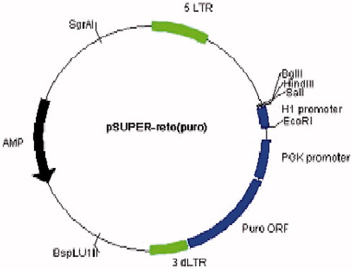 Figure 3. PRS retroviral vector map (about 6.5 kb).