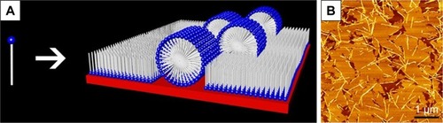 Figure 4 Monolayer film formed by surfactant-like peptide A6K on mica surface.Notes: (A) Self-assembling model of A6K on mica surface. (B) AFM image nanostructures formed by A6K on mica surface. Reprinted from J Colloid Interface Sci, 336(2), Qiu F, Chen Y, Zhao X. Comparative studies on the self-assembling behaviors of cationic and catanionic surfactant-like peptides, 477–484, Copyright 2009, with permission from Elsevier.Citation71