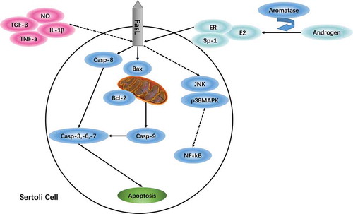 Figure 3. Regulation of the Fas/FasL signaling pathway in Sertoli cells damaged by environmental toxicants. Fas/FasL and p38MAPK signaling pathways are jointly involved in Sertoli cell apoptosis; the crosstalk between the two signaling pathways may prove useful in developing antagonists to rescue abnormal Sertoli cell apoptosis. Also, the role of Fas/FasL signaling in Sertoli cell apoptosis involves a variety of cytokines and hormone regulation; and not all environmental toxicants are mediated by Fas/FasL signaling to elicit Sertoli cell apoptosis. Regulating autophagy may be an effective Fas/FasL-dependent mechanism to inhibit apoptosis and necrosis induced by environmental toxicants; and MTA1 may be a way to obstruct certain environmental toxicants-induced Sertoli cell apoptosis via suppressing FasL expression.