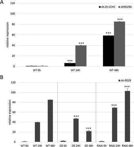 Figure 6. Cold response of Zn-CCHC in A. thalina. Cold stress was applied for 48 h and At-Zn-CCHC and AtRD29A expression was measured at 0, 24 and 48 h from the treatment. (A) Relative expression of At-Zn-CCHC and AtRD29A in control plants. (B) Relative expression of AtRD29A in OE and RNAi lines compared to WT. The expression levels were calculated and normalized according to the housekeeping gene AtACTIN.Note: Data are means ± SEM from analyses of two independent transgenic lines. Asterisks indicate statistically significant differences compared to the control p < 0.001***.