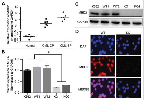 Figure 1. MBD2 was Overexpressed in CML-BP Patients, and MBD2 Expression was Deleted by CRISPR/Cas9-mediated Gene Disruption in K562 Cells. (A) Normal BM samples were collected from healthy volunteer donors as healthy controls. The mRNA levels of MBD2 were detected in CML-CP, CML-BP patients and healthy controls via qRT-PCR. (B, C) The cell model of homozygous deletion mutation of MBD2 was constructed by using the CRISPR/Cas9 gene editing system in K562 cells. QRT-PCR (B) and Western blotting (C) were used to measure the different expression levels of MBD2 in K562 (MBD2 WT vs. MBD2 KO) cells. (D) The representative pictures of immunofluorescence in MBD2 WT and MBD2 KO cells, which demonstrate the expression level of MBD2. Blue, DAPI; Red, MBD2; magnification of x400. *P < 0.05 by Student's t-test.