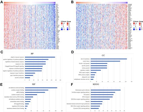 Figure 9 The enrichment analysis of IRF7 in STAD (LinkedOmics). (A and B) Heat maps showing genes positively and negatively correlated with IRF7 in STAD (TOP 50). Red indicates positively correlated genes and green indicates negatively correlated genes. (C–E) Heatmap of GO enrichment in CC terms, BP terms and MF terms. (F) KEGG pathways analysis. GO and KEGG were performed by Gene Set Enrichment Analysis.