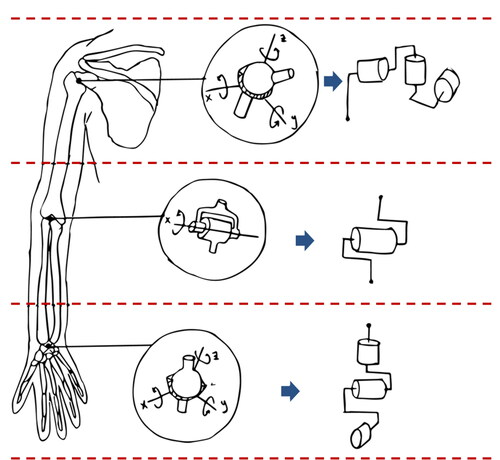 Figure 2. Anatomical-mechanical analogy.