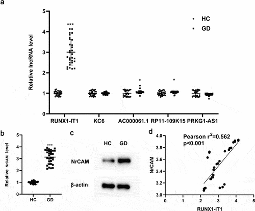 Figure 1. The expression difference of related lncRNAs and NrCAM in CD4 + T cells before and after GD onset. (a). After collecting peripheral blood from healthy people (HC, 30 cases) and GD patients (GD, 30 cases), immunomagnetic beads were used to select CD4+ T cells. QRT-PCR was used to detect the levels of lncRNAs in CD4+ T cells. *P < 0.05, ***P < 0.001 vs. HC group. QRT-PCR (b) and Western blot (c) detections were used to detect the level of NrCAM. **P < 0.01 vs. HC group. (d) Correlation analysis of RUNX1-IT1 and NrCAM in HC group (n = 30) and GD patients (n = 30).
