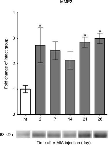 Figure S2 MMP2 protein expression measurement in OA-affected rat cartilage during disease progression.Notes: Altered protein expression of MMP2 in OA rats during 28 days of disease progression determined by immunoblotting. Samples were collected before MIA injection and 2, 7, 14, 21 and 28 days after OA induction. The results are presented as fold of change (mean ± SEM) in comparison to the intact group (n=5). Representative bands from each group are presented below the charts. Statistical analysis was performed using one-way analysis of variance followed by Bonferroni post hoc test; values with p<0.05 were considered significant. *Denotes significant differences vs. int (before OA induction).Abbreviation: MIA, monoiodoacetate; MMP, matrix metalloproteinase; OA, osteoarthritis; int, intact animals; SEM, standard error of the mean.