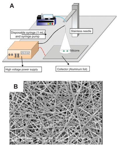 Figure 4 (A) Schematic illustration of electrospinning machine. (B) Cross-sectional scanning electron microscopy photographs of the structural morphology of PGA/collagen nanofibers fabricated by electrospinning.Abbreviation: PGA, poly (glycolic acid).