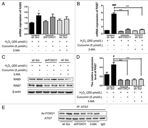 Figure 7. Curcumin upregulates RAB7 expression during autophagy. (A and B) RAB7 and RAB5 mRNA expression were evaluated by quantitative polymerase chain reaction (qPCR). Relative mRNA expression level is shown. The gene encoding glyceraldehyde-3-phosphate dehydrogenase (GAPDH) was used as the internal control. (A) There was little change of RAB5 mRNA level, but (B) the mRNA of RAB7 increased significantly. (C) Immunoblots and (D) densitometric analyses of RAB7 and RAB5 are shown, which was consistent with the data for RAB7 mRNA above. And there was no change in RAB5 protein level. Values are expressed as the mean ± SD, n = 3; #p < 0.05, ###p < 0.001, shScr with curcumin vs. shScr control (basal line); ***p < 0.001 vs. shScr with curcumin group. (E) Co-immunoprecipitation of ATG7 and the acetylated FOXO1 in HUVECs. Cells were treated as indicated, then the cell lysate was extracted for co-immunoprecipitation with anti-ATG7, followed by probing with anti-acetylated FOXO1. The interaction between ATG7 and acetylated FOXO1 accumulated in the shScr group, but neither in the shFOXO1 groups nor the shScr with 3-MA groups.