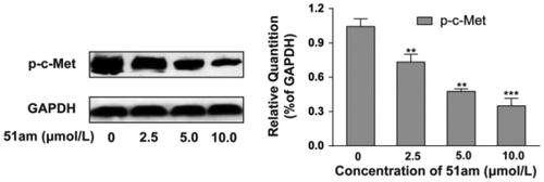 Figure 5. 51am inhibited c-Met phosphorylation in MKN-45 cells.