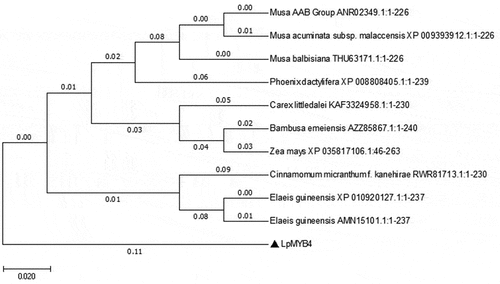 Figure 2. Phylogenetic tree analysis of LpMYB4. The scale bar represents that there is a 2% difference in this given length. The related species are as followsANR02349.1(ID): Musa AAB Group; XP 009393912.1: Musa acuminata subsp.Malaccensis;THU63171.1: Musa balbisiana; XP 008808405.1:Phoerix dactyifera; KAF3324958.1 Carex littledalei; AZZ85867.1: Bambusa emeiensis; XP035817106.1: Zea mays; RWR81713.1: Cinnamomum micranthumf kane hirae; XP010920127.1: Elaeis guineensis; AMN15101.1: Elaeis guineensis.