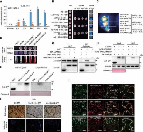 Figure 5. Identification and functional assay of the effectors in V. Mali that may target MdATG8i. (A) The relative transcript levels of Vm1G-1794 in GL-3 and ZD1 at different stages during V. Mali infection. VmG6PDH was used for normalization. ZD1, V. Mali-susceptible germplasm. Data represent means ± SD, n = 3. Different letters indicate significant differences at P < 0.05 based on one-way ANOVA followed by Tukey’s test. (B) Y2H analysis to detect the interaction of pGBKT7-MdATG8i with pGADT7-Vm1G-1794, pGADT7-Vm1G-8682, and pGADT7-Vm1G-11723. (C) LCI assays showed that cLUC-MdATG8i interacts with nLUC-tagged Vm1G-1794, Vm1G-8682, and Vm1G-11723 lacking its signal peptide. (D) The function of the signal peptides of Vm1G-1794 and Vm1G-8682 was identified using the yeast mutant YTK12. Avr1b was used as the positive control. Enzymatic activity of invertase was detected in TTC medium. (E) Immunoblot analysis of apoplastic fluid from N. benthamiana to validate the apoplastic location of full-length SP-Vm1G-1794. (F) ROS accumulation and callose deposition in N. benthamiana leaves were detected by DAB and aniline blue staining. Bars: 500 μm. (G) GST-MdATG8i interacts with MBP-Vm1G-1794 but not with MBP-Vm1G-1794ΔAIM in the GST affinity-isolation assay. GST was used as a negative control. (H) HA-MdATG8i interacted with Vm1G-1794-GFP but not with Vm1G-1794ΔAIM-GFP in the co-IP assay. GFP was used as the negative control. (I) Colocalization analysis of RFP-MdATG8i puncta with Vm1G-1794-GFP in N. benthamiana. The dotted square region focuses on RFP-MdATG8i-labeled puncta. Arrowheads point to punctate structures. Scale bars: 20 μm; scale bar in inset: 2 μm.