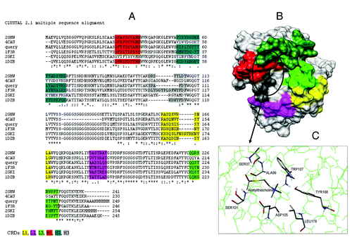 Figure 8. (A) CLUSTALW alignment between WZ-14.2.1 (query) and its closest homologous (identified by BLAST) with the PDB codes 2GHW, 4CAU, 1F3R, 2GKI and 1DZB; (B) 3D model of WZ-14.2.1 obtained by homology building on 2GHW template. The CDR zones (L1, L2, L3, H1, H2, and H3) are colored (in yellow, pink, green, red, dark green, and gray, respectively), the putative binding site is circled; (C) The best conformation of acetylthiocholine in the catalytic antibody obtained with the molecular docking analysis.