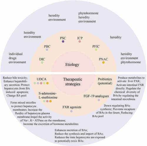 Figure 1. Common pathological factors and therapeutic strategies of cholestasis.