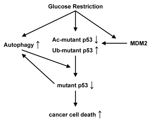 Figure 1. Glucose restriction induces post-translational modifications of mutant p53 (ubiquitination, Ub-mutant p53; acetylation, Ac-mutant p53), which, in turn, leads to its degradation by activated autophagy and ensuing autophagic cell death