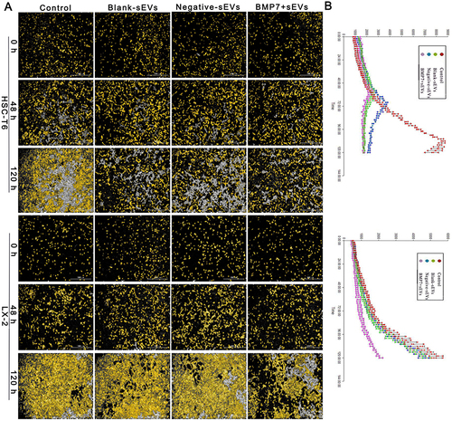 Figure 9 Effect of BMP7+sEVs on aHSC proliferation. (A) Cell count in the control (negative control), blank-sEVs, negative-sEVs, and BMP7+sEVs groups after sEV treatment of aHSCs for 0, 48, and 120 h. Scale bars: 1000 µm. (B) Line chart shows the growth curve in each group.