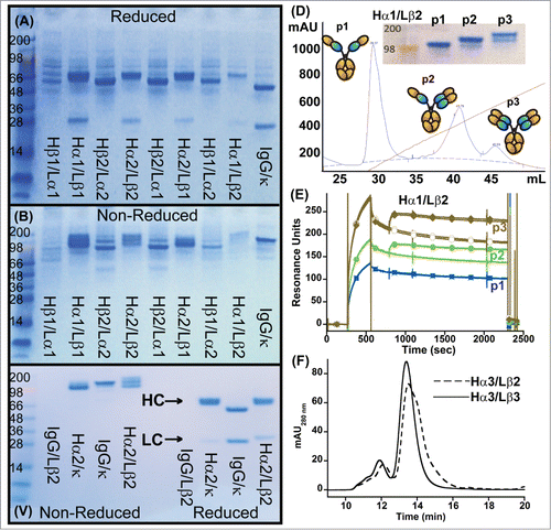 Figure 2. Characterization of initial IgG_TCR constructs. (A, B) SDS-PAGE analysis of IgG_TCR constructs under reducing, 10 mM DTT, (A) and non-reducing conditions (B). 15 μL of protein G magnetic bead purified protein from 2 mL 293F purifications was added to each lane. β1 and β2 differ in the N-terminal residues of the β-domain (β1 starts with E117, while β2 starts with K121). Similarly, α1 and α2 differ in the N-terminal residues of the α-domain (α1 starts with P116, while α2 starts with I118). (C) Non-reduced (left side of gel) and reduced (right side of gel) SDS-PAGE analysis of protein G pull-downs from supernatants expressed using mismatched and matched pairs of IgG and IgG_TCR heavy and light chains. (D) Cation exchange separation of IgG_TCR proteins secreted with 0 (1st peak), 1 (middle peak), or 2 (3rd peak) associated LCs. The inset shows the SDS-PAGE analysis of the 3 cation exchange fractions. (E) Binding activity of the protein fractions separated in (D), demonstrating the importance of LC association for binding to antigen. The association of the IgG_TCR protein can be observed between 300–600 s, while the antigen (IL-17 in this case) association can be observed between 800–1000 s. (F) Improvement in the uniform expression of fully paired (HC2LC2) IgG_TCR proteins after truncating the C-terminal tail of the β-constant domain of the LC. HC2LC2 elution time was at 13.5 minutes based on static light scattering analysis.