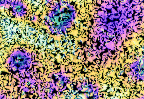 Figure 3 Schlieren texture of a spin‐coated pentayne 1 film on glass substrate between crossed polarizers after thermal treatment within the mesophase and cooling down to room temperature.