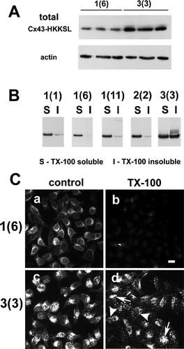 Figure 3. High levels of Cx43-HKKSL expression induce an intracellular Triton X-100 insoluble pool. (A) Clone 1(Citation6) and 3(Citation3) HeLa/Cx43-HKKSL cells were harvested and the relative total level of Cx43-HKKSL was determined by immunoblot, using β -actin as a loading control. (B) Stably transfected HeLa/Cx43-HKKSL clones were harvested, treated to separate Triton X-100 soluble and insoluble pools of Cx43-HKKSL, resolved by SDS-PAGE and analyzed by immunoblot. Shown are lanes corresponding to Triton X-100 soluble (S) and Triton X-100 insoluble (I) Cx43-HKKSL for clones 1(Citation1), 1(Citation6), 1(Citation11), 2(Citation2), and 3(Citation3). (C) 1(Citation6) (a, b) and 3(Citation3) (c, d) were further characterized by in situ Triton X-100 extraction. The cells were treated for 30 min at 15°C with either control medium (a, c) or medium containing 1% Triton X-100 (b, d), then washed, fixed, permeabilized and immunostained for Cx43-HKKSL. In d, arrowheads denote Cx43-HKKSL localized to the plasma membrane, although the majority of the Triton X-100 insoluble pool was intracellular (arrows). Bar, 10 μ m.