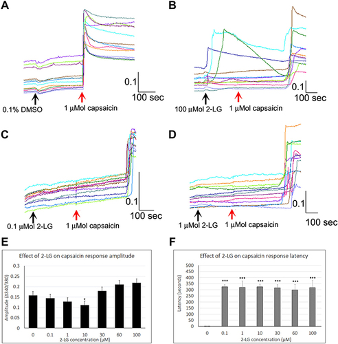 Figure 5 Effect of 2-LG on capsaicin responses. Control neurons showing stable baseline in the presence of vehicle, with immediate and sustained responses to capsaicin in individual neurons (red arrow) (A). Addition of 100 µMol 2-LG elicited calcium influx in some neurons, and delayed subsequent capsaicin responses (B). Sample traces showing increased capsaicin response latency in the presence of 0.1 µMol 2-LG (C), and 1 µMol 2-LG (D). The amplitude of capsaicin responses was significantly reduced in the presence of 10 µM 2-LG (*P<0.05), but not at other concentrations (E). Delayed latency of capsaicin responses was highly significant (***P<0.001), at all concentrations of 2-LG tested (F). Black arrows indicate application of vehicle (A) or 2-LG, and red arrow indicates point of capsaicin application. Scale bars: x axis indicates time in seconds, and y axis indicates intracellular 340/380 calcium ratio.