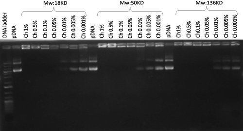 Figure 1. Electrophoretic analysis of different chitosan/pDNA complexes and free plasmid. Lane 1: DNA ladder. Lanes 2, 10 and 18: pDNA. Lanes 3–9, 11–17, 19–25: Chitosan/pDNA complexes of 18, 50 and 136 KD, respectively at varying concentrations.