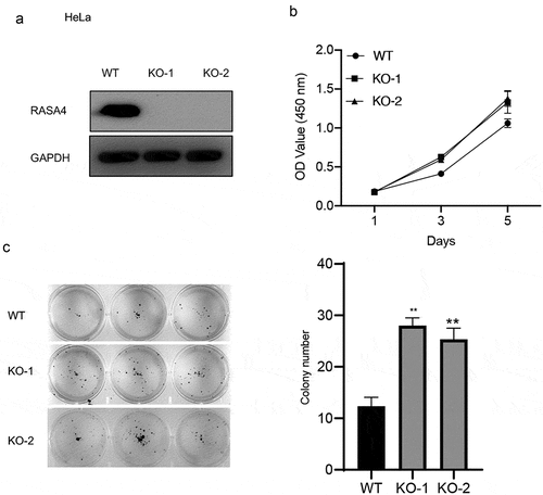 Figure 3. RASA4 depletion increases proliferation and colony formation in HeLa cells. (a) Western blotting demonstrated transient depletion of RASA4 in HeLa cells. RASA4 depletion was assessed using the CRISPR/Cas9 technology. (b) CCK8 assays demonstrated the impact of RASA4 deficiency on cell proliferation (n = 3). (c) Colony formation assays manifesting the impact of the RASA4 deficiency on the colony formation rate of HeLa cells