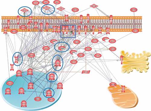 Figure 7. Gene network of DMR associated gene correlations with obesity. Potential therapeutic targets are suggested, and highly integrated genes indicated with blue circle around the gene(s).