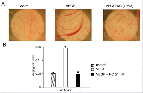 FIGURE 3. VEGF-induced angiogenesis in vivo is attenuated by NC. Fertilized eggs were incubated and windowed. On day 7 of development sterile filters soaked with vehicle or VEGF in the absence or presence of NC were applied to the CAMs (see Methods) which were photographed 48 hours later; representative images are shown. Pooled data from 12–15 eggs per treatment are given as angiogenic index (mean ± SD). Statistical significance is expressed as **, P<0.001 versus VEGF treated.