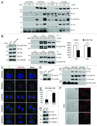 Figure 5. UNC119a is required for Fyn signaling for the completion of cytokinesis. (A) Co-immunoprecipitation of Fyn with UNC119a. HeLa cell extracts were prepared as described in Figure 3B and immunoprecipitation was performed using UNC-Ab or Fyn-Ab. Western blots were performed with UNC-Ab, Fyn-Ab, phosphor-Src (pSrc)-Ab [pSrc(Y418)], Yes-Ab and Src-Ab. Pre-immune, immunoprecipitation with rabbit preimmune serum; UNC119a and Fyn, immunoprecipitation with respective Ab; Input, loading control as described in Figure 3B. Arrow indicates IgG heavy chain. (B) UNC119a activates Fyn. Left: UNC119a siRNA treatment depletes endogenous UNC119a but has no effect on the amount of SFKs. Western blotting analyses were performed with indicated antibodies. siN.C, extracts from control siRNA-treated cells; siUNC119, extracts from UNC119a siRNA-treated cells. Middle: UNC119a siRNA treatment inhibits the activation of Fyn and Yes. Upper panel: After immunoprecipitation with Fyn-Ab, western blotting was performed with Fyn-Ab and pSrc-Ab. Lower panel: After immunoprecipitation with Yes-Ab, western blotting was performed with Yes-Ab and pSrc-Ab. Pre, immunoprecipitation with rabbit preimmune serum; Input, loading control as above. Right: UNC119a-depletion has a more significant inhibitory effect on Fyn activation than on Yes activation. The images of three independent western blots were analyzed by LAS-4000 (Fuji Film) using Multi Gauge ver.3.1 to quantitate the degree of inhibition. ***p < 0.001; **p < 0.01. (C) Cell cycle-dependent co-localization of Fyn with UNC119a. Asynchronously growing HeLa cells were fixed with paraformaldehyde and double immunostained with monoclonal Fyn-Ab (green) and UNC-Ab (red). Bar, 10 μm. (D) The interaction of Fyn with UNC119a is independent of Rab11a. Left: Rab11 siRNA treatment depletes endogenous Rab11a. Western blots with the Rab11a-Ab and α-tubulin-Ab. siN.C; control siRNA-treated cell extracts. siRab11; Rab11 (a + b) siRNA-treated cells extracts. Right: After immunoprecipitation with UNC-Ab, western blotting was performed with Fyn-Ab, pSrc-Ab and UNC-Ab. Input, loading control as above. (E) Fyn siRNA treatment inhibits cytokinesis. HeLa cells were treated with Fyn siRNA for 72 h and fixed with paraformaldehyde. After permeabilization, the cells were immunostained with α-tubulin Ab and DAPI. The number of bi-nucleated cells was counted. The graphs represent the mean ± SD of three independent experiments. siN.C: bi-nucleated cells, 2.84 ± 0.42%. n = 1,000: experiment 1, 500; experiment 2, 200; experiment 3, 300. siFyn: bi-nucleated cells, 9.44 ± 0.29%. n = 1,100: experiment 1, 400; experiment 2, 400; experiment 3, 300. siN.C; control siRNA-treated cells. siFyn; Fyn siRNA-treated cells. **p < 0.01. (F) Fyn siRNA treatment inhibits the midbody localization of UNC119a. Fyn siRNA-treated cells were fixed with paraformaldehyde and immunostained with UNC-Ab, ERK2-Ab or phosphor-ERK1/2-Ab. Dark arrows (DIC images) and white arrows (fluorescent images) indicate the midbody. UNC119a, ERK and pERK were not found at the midbody, which is indicated by white arrows. Bar, 20 μm. (G) Fyn siRNA treatment inhibits the phosphorylation of ERK. HeLa cells were treated with Fyn siRNA for 72 h and lysed with RIPA buffer. Western blotting experiments were performed with the indicated antibodies.