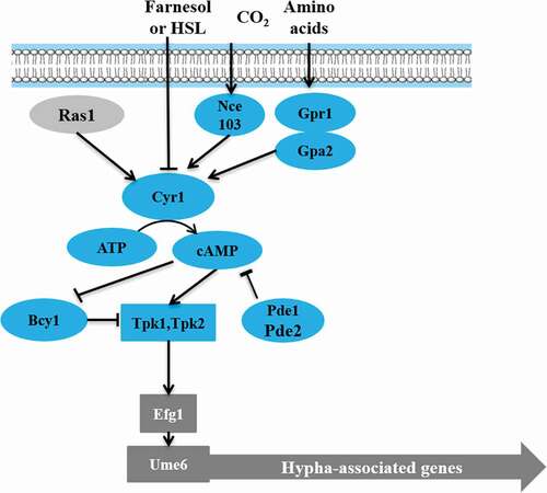 Figure 3. Regulatory models of cAMP-PKA signaling pathway in C. albicans.