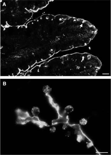 Figure 1.  Localization of lectin PNA by fluorescence microscopy. (A) A distinct staining of the brush border surface is seen along the villi. In addition, goblet cells (marked by an arrow) appear as strongly labeled dots. (B) A higher magnification image of the villus shows strong labeling of the secretory granules of goblet cells. Bars: 25 µm (A), 15 µm (B). Published in colour in the online version.