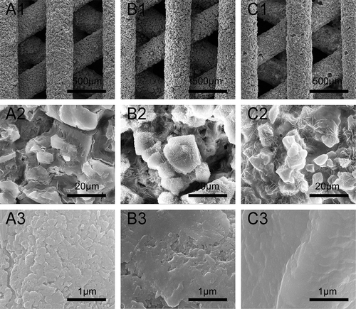 Figure 2. SEM images of β-Ca2SiO4 scaffolds sintered at 1000 °C (A1–A3), 1100 °C (B1–B3), and 1200 °C (C1–C3).