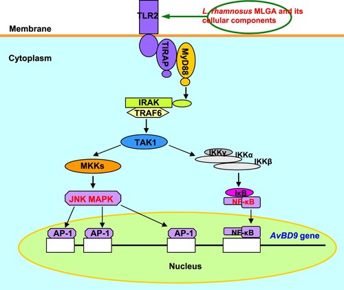 Figure 5. Schematic diagram of the role of TLR2-mediated signalling in AvBD9 induction in chicken intestinal epithelial cells by L. rhamnosus MLGA and its whole cell wall peptidoglycan. The NF-κB and JNK MAPK signalling pathways are activated by TLR2 stimulation with L. rhamnosus MLGA or its whole cell wall peptidoglycan, leading to the induction of AvBD9 expression.