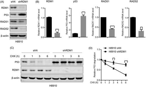 Figure 7. RDM1 regulates mRNA expression and protein stability of p53 in human ovarian carcinoma cells. (A,B) Determination of protein (A) and mRNA (B) expression of RAD51, RAD52, P53 and RDM1 in H8910 stabal RDM1 knockdownand normal control cells. (C,D) Protein stability experiment between RDM1 and P53 in H8910 shRDM1/shN cells with Cycloheximide (CHX) treatment.