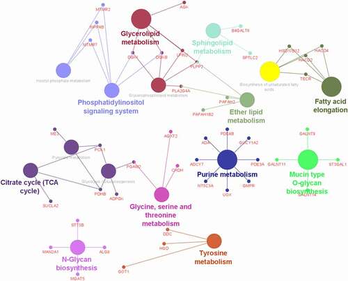 Figure 5. Analysis of metabolism-related pathways. Each colour represents one specific metabolic pathway. The more colours the node was connected to, the more likely the DMG has a pivotal role.