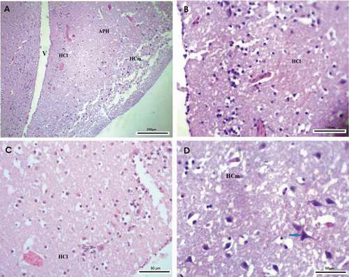 Figure 1. Photomicrograph of the hippocampal complex of Corvus cornix stained by hematoxylin and eosin stain showing the distribution of neurons throughout the hippocampal complex as glial cells are distributed laterally, while multipolar neurons are found medially (a) rostral, (b), (c) lateral hippocampus, (c) medial hippocampus. Bar: A = 200 µm, B = 100 µm, C-D = 50 µm