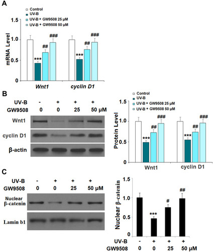 Figure 7 GW9508 inhibited ultraviolet-B (UV-B)-induced decrease of Wnt/β-catenin pathway proteins. Cells were exposed to UV-B (50 mJ/cm2) with or without GW9508 (25, 50 μM) for 24 h. (A) Real-time PCR analysis of Wnt1 and cyclin D1 at the mRNA level. (B) Western blot analysis of Wnt1 and cyclin D1 at the protein level. (C) Nuclear levels of β-catenin were measured (***, P<0.001 vs vehicle control; #, ##, ###, P<0.05, 0.01, 0.001 vs UV-B group, n=4).