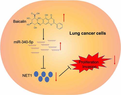 Figure 6. Graphic abstract: Baicalin suppressed lung cancer growth phenotypes via miR-340-5p/NET1 axis