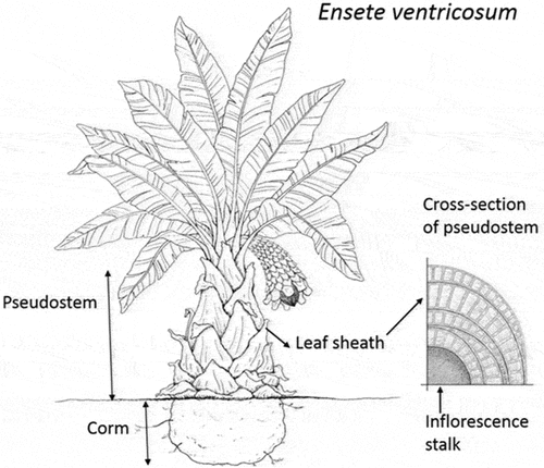 Figure 1. Ensete ventricosum plant (left) and cross-section of enset pseudo stem (right) (Berhanu et al. Citation2018).