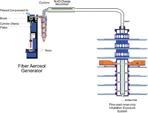 FIG. 1  Fiber aerosol generation and exposure system used for group 2, chrysotile. The fiber aerosol is generated using a rotating-brush-feed aerosol generator. Immediately following the generator, the airstream is passed though a cyclone to remove larger particles and fibers that would not be rat-respirable. The aerosol then passes through an Ni-63 charge neurtralizer and is then fed into the flow-past nose-only aerosol exposure system.