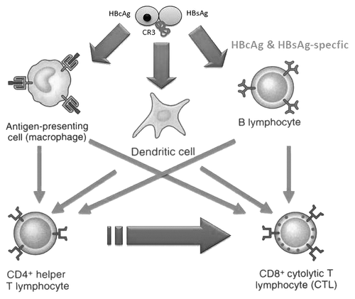 Figure 1. Schematic diagram of the hypothetical events that might explain the induction of CR3(HIV)-specific CD4+ and CD8+ cellular response after IN and SC immunizations of TERAVAC-HIV-1 vaccine candidate. Explanations are in the text.