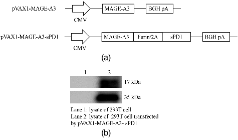 Figure 1. Schematic diagram of DNA vaccines that contain MAGE-A3 and sPD-1 (A) and expression of DNA vaccine in 293T cells (B).