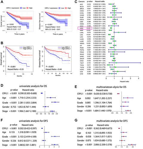 Figure 2 Prognostic value of CRYL1 in clear cell renal cell carcinoma. (A) CRYL1 expression levels were significantly negatively correlated with OS and DFS. (B) Validating the correlation between CRYL1 expression levels and OS and DFS on the GEPIA2 platform (http://gepia2.cancer-pku.cn/). (C) Prognostic value of CRYL1 expression in the pan-cancer dataset. (D and E) Univariate and multivariate Cox regression analyses of CRYL1 expression levels for OS. (F and G) Univariate and multivariate Cox regression analyses of CRYL1 expression levels for DFS.