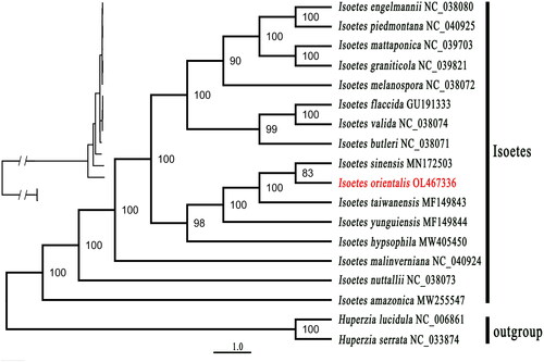 Figure 3. Maximum-likelihood phylogenetic tree of 16 Isoetes species based on CDS sequences by IQ-TREE, two Huperzia was set as outgroup. The number on each node indicates the bootstrap support value.