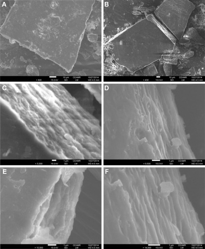 Figure 6 FE-SEM micrographs of nanohybrid CD-LDH. (A) 430× magnification, (B) 800× magnification, (C) 5,000× magnification, (D) 9,500× magnification, (E) 10,000× magnification and (F) 14,000× magnification.Abbreviations: FE-SEM, field emission scanning electron microscopy; LDH, layered double hydroxide; CD, cefadroxil; CEAMR, Center of Excellence for Advanced Materials Research.