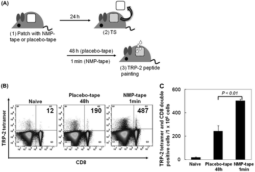 Fig. 4. Vigorous induction of peptide-specific CD8+ T cells in draining LN by PPI using the NMP tape.Notes: (A) The protocol of tape treatment and peptide painting includes the following steps: (1) patch with placebo or NMP tape, (2) TS, (3) peptide painting. Two weeks later, the steps (1)–(3) were performed again. Ten days after last immunization, mouse spleens were separated. (B) and (C) Splenocytes from immunized mice were subjected to Fc blocking, stained with FITC-CD8 mAb/PE-TRP-2-tetramer, and analyzed by flow cytometry. The representative of dot plot of flow cytometry, and the number of TRP2 and CD8 double positive cells is shown in (B). Data shown are representative of 2 independent experiments performed on 5 mice (C).