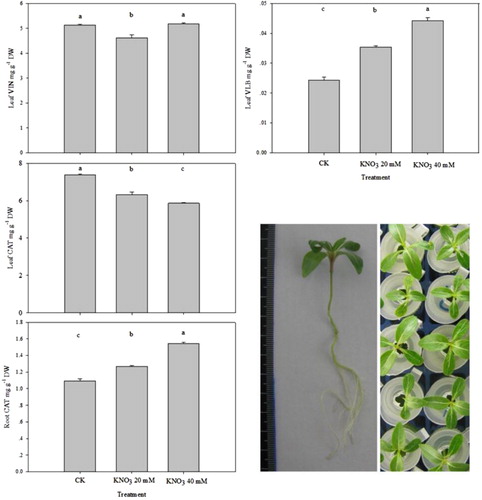 Figure 5. Alkaloid content in leaves or roots of C. roseus plants during 10 days of treatment. The 15-DAG (days after germination) C. roseus plants were subjected to various treatments for 6 days. The different letters indicate significant difference. VIN, vindoline; VLB, vinblastine; CAT, catharanthine.