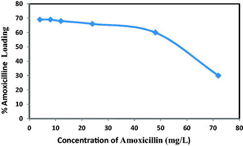 Figure 13. Effect of concentration on amoxicillin loading at contact time 12 h and dosage of NH2-SBA-15 = 60 mg.