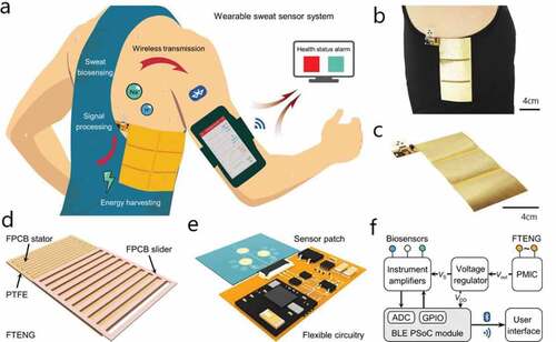 Figure 5. A self-powered sweat monitoring device. (a) Schematic illustration of the FTENG-powered wearable sweat sensor system. (b–c) Optical images of the wearable system. The scale bars are 4 cm. (d) The structural diagram of FTENG. (e) Schematic diagram of the sweat sensor patch contacted with the flexible circuitry. (f) Working logic diagram of the system [Citation8]