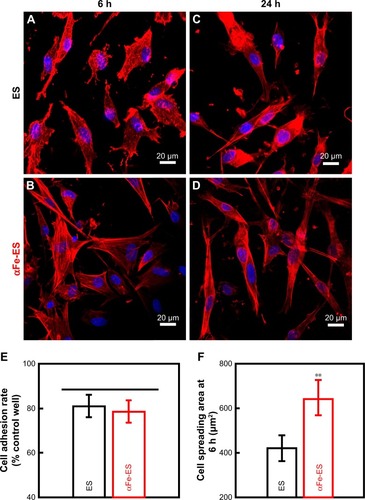 Figure 5 Confocal laser scanning microscopy images (×400) of morphology of ADSCs cultured on the scaffolds (ES control and αFe-ES) at 6 hours (A, B) and 24 hours (C, D). Cells were stained for F-actin (red) and the nucleus (blue). (E) Quantitative analysis of adhered cell ratio at 6 hours. (F) Quantitative analysis of cell spreading area at 6 hours.Note: **P<0.01.Abbreviations: ADSC, adipose-derived stem cell; αFeNP, hydrophilic hematite nanoparticle; αFe-ES, αFeNPs-assembled electrospun scaffold; ES, untreated electrospun scaffold.