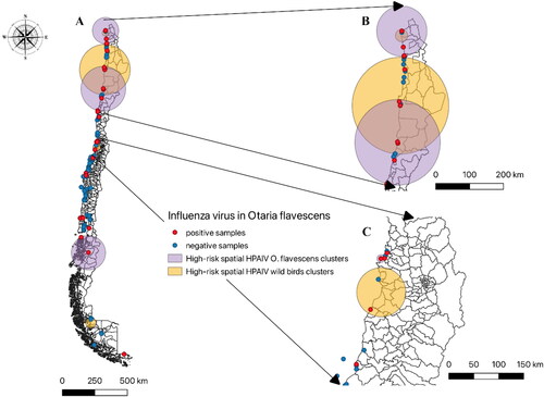 Figure 3. Spatial distribution and the high-risk cluster of influenza virus (IV) positive and negative samples from O. flavescens in Chile. A National situation of HPAIV, showing positive and negative samples (red and blue dots respectively) and high-risk spatial clusters for O. flavescens (light purple circles), and high-risk spatial clusters from wild bird outbreak in Chile (light brown circle). B overlaying high-risk significant HPAIV from wild birds and O. flavescens located in northern Chile. C proximity between statistically significant high-risk HPAIV spatial clusters for wild birds and positive cases of HPAIV in O. flavescens in coastal areas of central Chile.