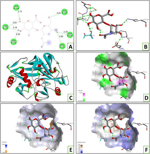 Figure 2 2D (A) and 3D (B) structure of hyaluronic acid (ligand) downloaded from PubChem NCBI database and CD44 (4PZ3) receptor downloaded from protein data bank (C). 3D-Ligand H-bonding (D) 3D-Ligand aromatic-bonding (E) 3D-Ligand hydrophobic bonding (F) by using Discovery studio 2017 R2 Client. The Green dashed line represents H-bonds; the red line represents an unfavorable bond in part A.